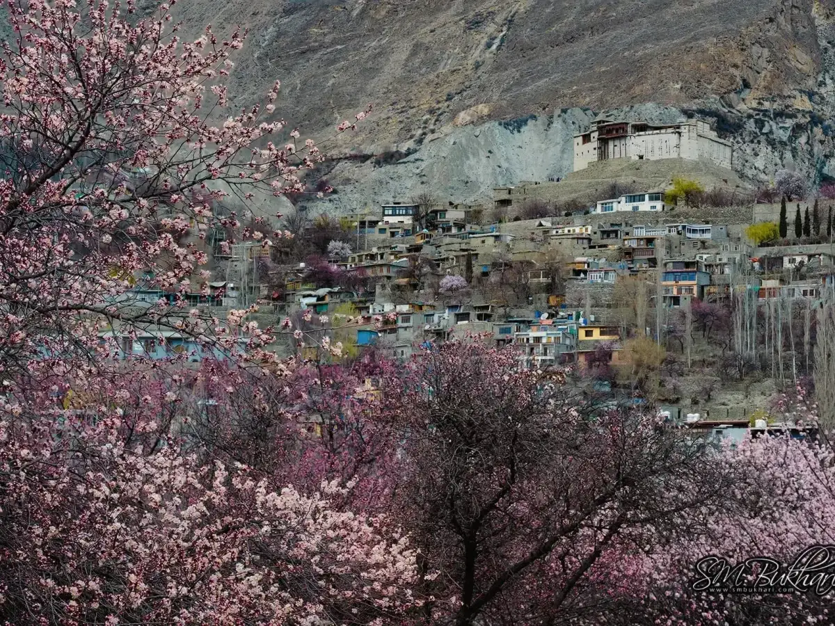 Scenic view of Baltit Fort surrounded by pink and white apricot blossoms in Karimabad, Hunza.