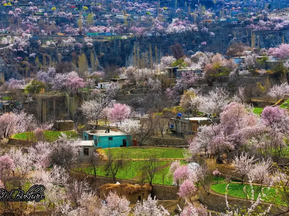 Hunza Valley blossom season