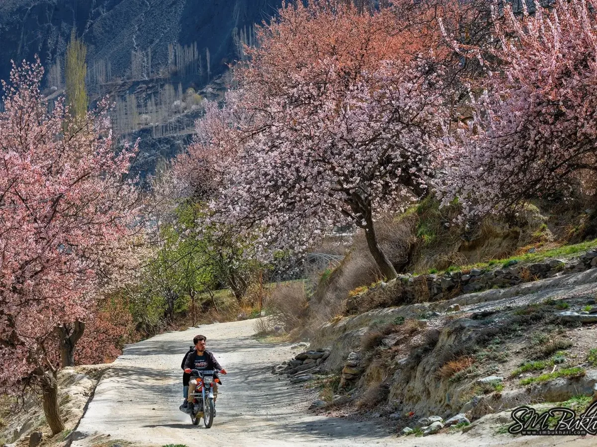 Blossom season in Hunza Valley