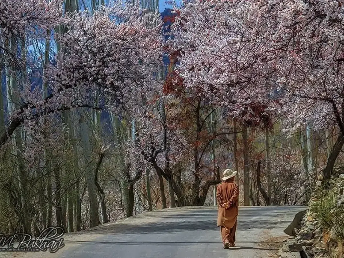 Apricot blossoms in Hunza Valley