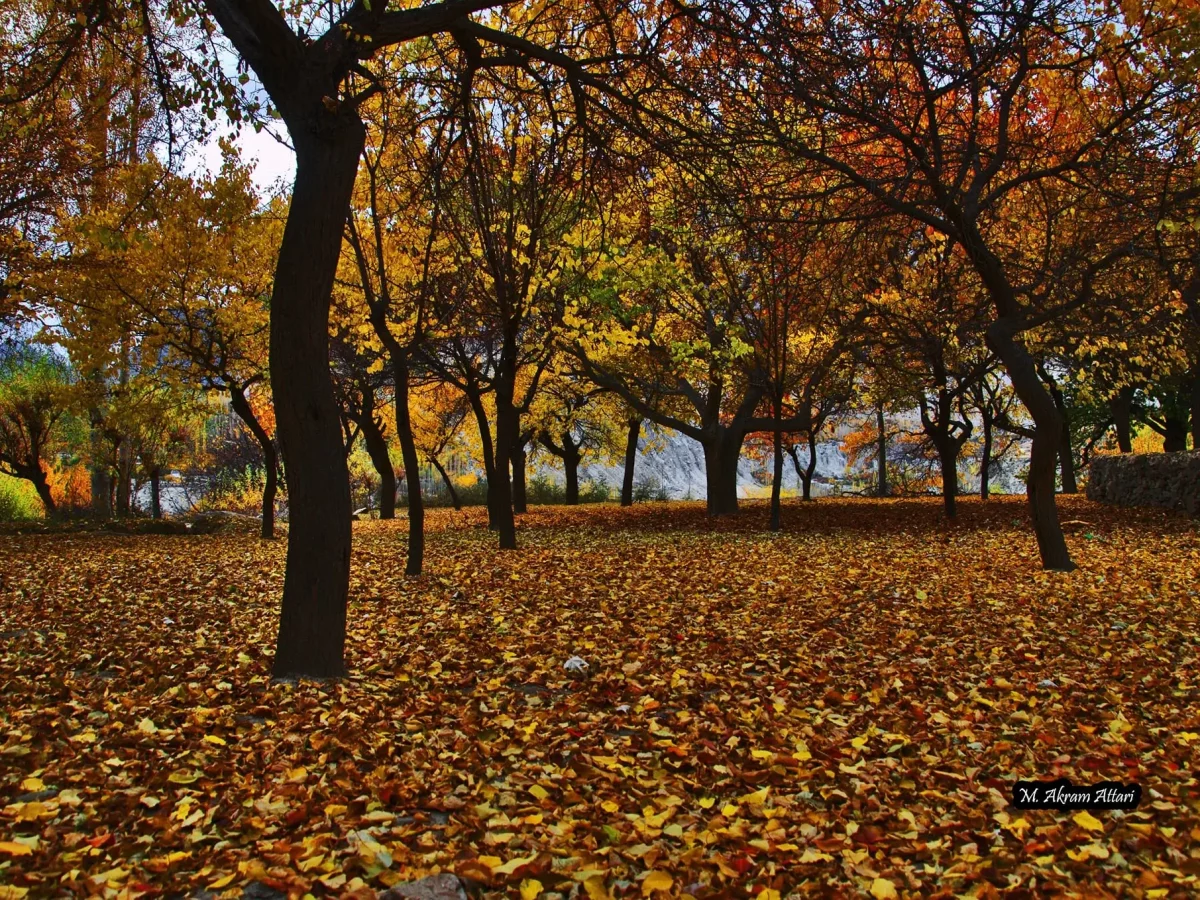 Autumn colors in Hunza Valley view 1, Gilgit-Baltistan view 2