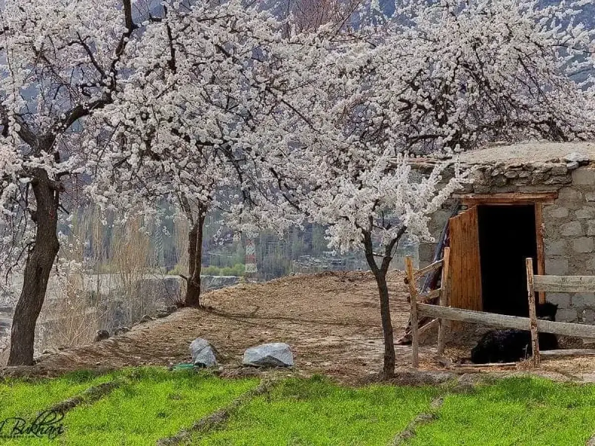 Cherry blossoms in Hunza Valley