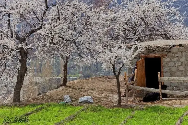 Hunza and Skardu Spring Blossom Tour – 10 Days / 9 Nights