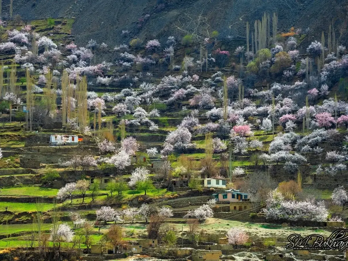 Spring blossom season in Hunza Valley